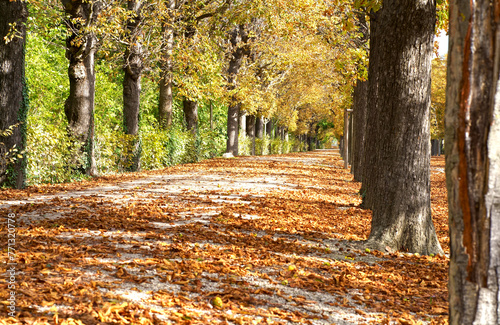 A pleasant walk along the shady alleys of the autumn park. Neatly trimmed trees growing along the avenue in the park at Sch nbrunn Castle in Vienna on a sunny autumn day, Vienna, Austria. photo