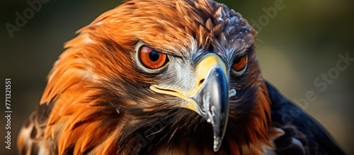 Portrait of a majestic Wedg...