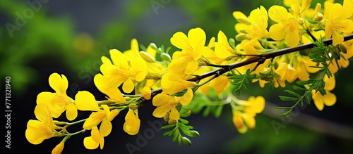 A branch of vetch-like coronilla with vibrant yellow flowers, also known as Hippocrepis emerus subsp emeroides, set against a backdrop of lush green leaves photo
