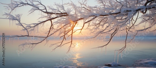 Tree branches covered in ic...