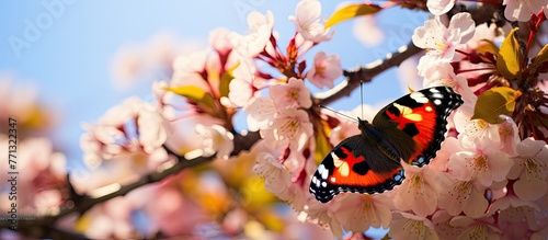 A beautiful red admiral butterfly is resting on a delicate branch of a tree in the sunlight