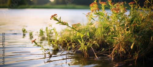 Splotches of green grass em...