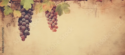 Abundance of ripe grapes clustered on a vine growing against a textured wall, captured in a vintage aesthetic with patina