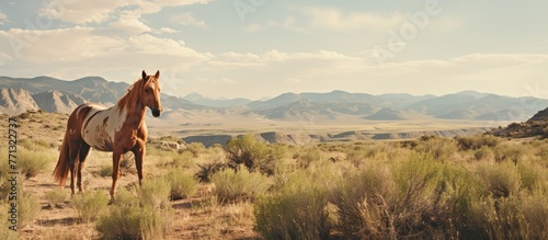 A majestic horse peacefully...