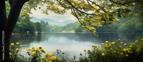 Vibrant yellow flowers in full bloom on the edge of Rydal Water Lake in the picturesque Lake District, Cumbria, England © vxnaghiyev