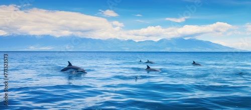 A group of dolphins gracefu...