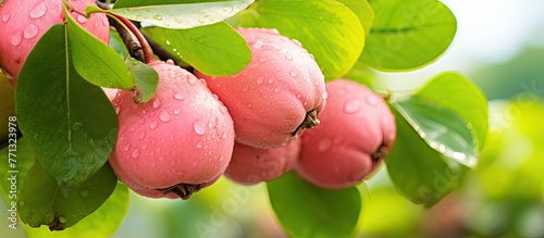 Numerous pink apples are ha...
