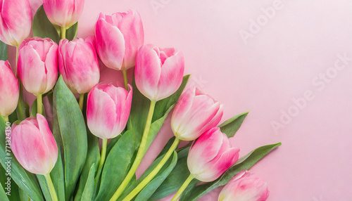 Beautiful pink tulips on pastel pink background. Concept with text space for copy