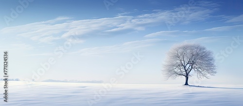 A single tree standing alon...