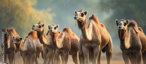 A group of tall giraffes st...