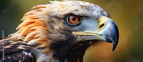 Close-up portrait of a maje...