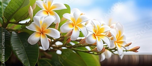 Yellow and white flowers ar...