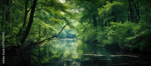 Tranquil and peaceful fores...