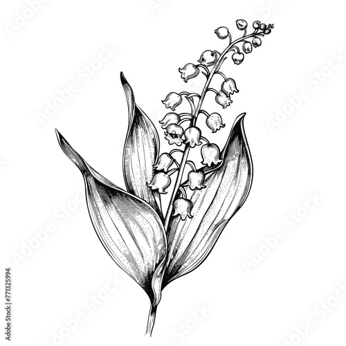 lily-of-the-valley flower, a branch of lily of the valley, black and white drawing, hand drawn illustration, vector isolated on white background © Favebrush