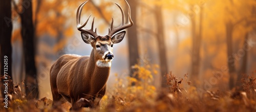 A beautiful Whitetail Deer ...