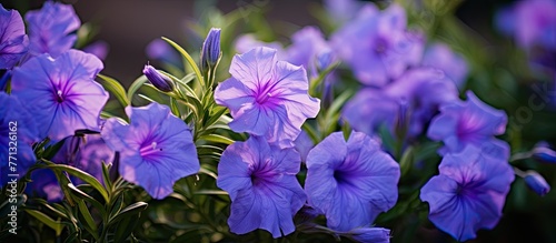 Vivid purple flowers bloom ...