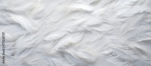 Detailed view of a white feather with intricate texture set against a deep black background