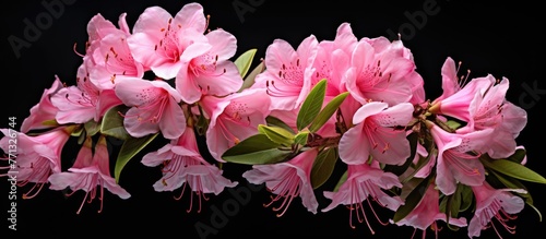 Beautiful pink Rhododendron chamaethomsonii flowers blooming on a branch with lush green leaves in the background
