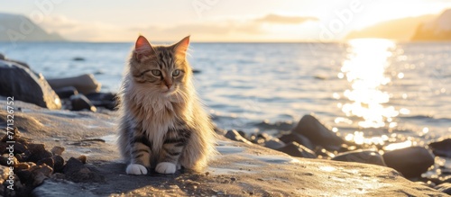 A stray cat sits peacefully...