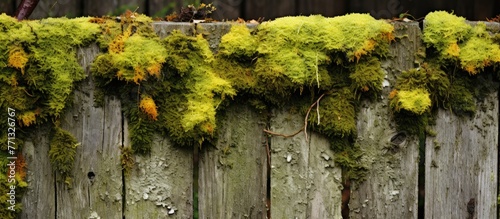 Old wooden fence with weath...