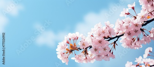 Graceful branches of a cherry tree adorned with beautiful pink blossoms against a clear blue sky on a sunny day