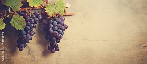 Numerous ripe grapes are attached to a vine growing on a sturdy wall, creating a beautiful and bountiful display