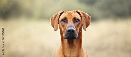 A giraffe dog with a black nose and brown ears is standing in a field under the clear sky photo