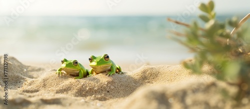 Two green frogs in close-up...