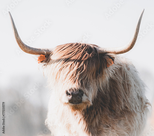Scottish highland cow photo