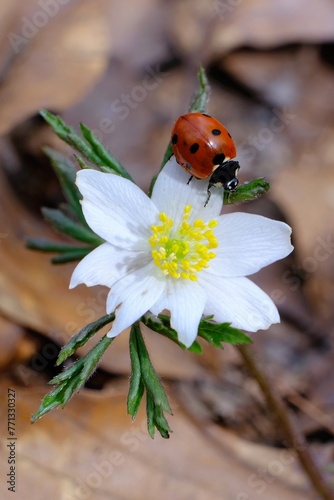 Little red insect Trombidiidae, also known as red velvet mites, true velvet mites, rain bugs in forest on green moss. photo