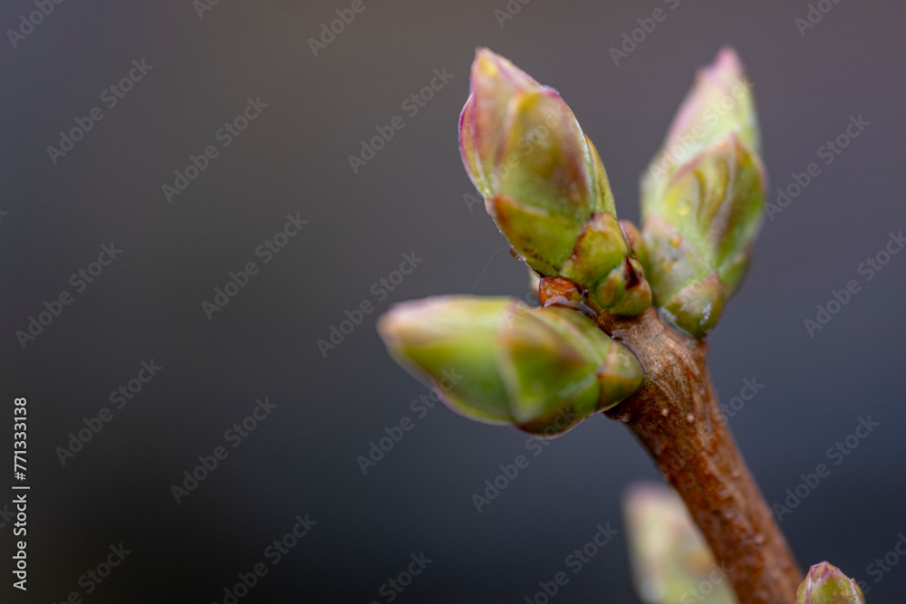 Swollen green buds on the lilac bushes, macro Swollen green buds on the lilac bushes, macro