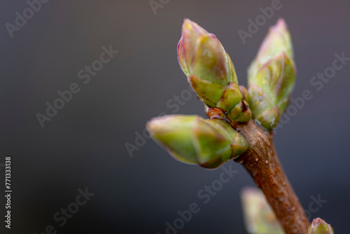 Swollen green buds on the lilac bushes, macro