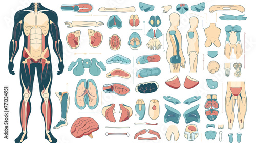 Cartoon Illustration of parts of body flat vector 