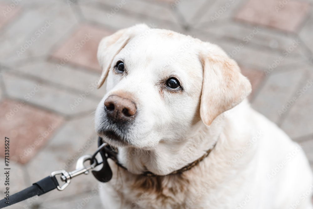 Obraz premium fawn labrador retriever