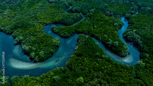 Aerial view mangrove forest natural landscape environment, River in tropical mangrove green tree forest, Mangrove landscape ecosystem and environment.