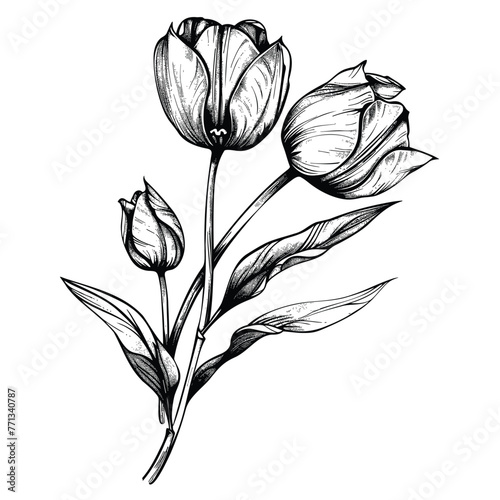 Tulip flowers, a branch of tulip stem with flowers and leaves, wildflower, black and white drawing, hand drawn illustration, vector isolated on white background © Favebrush
