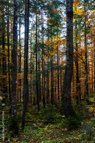 Tall trees of the Carpathian forests, nature reserve in the Carpathians, Ukrainian forests and reserves. Autumn landscape in the forest