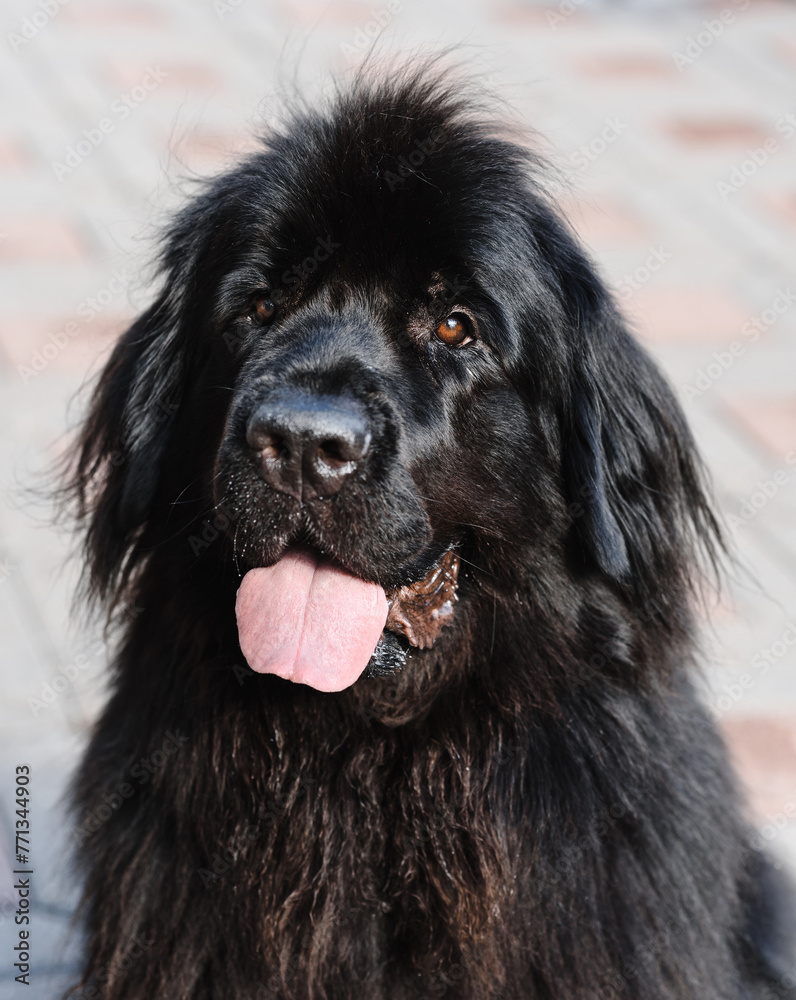Fototapeta premium black newfoundland dog