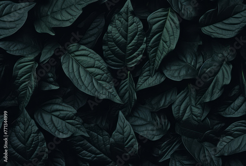 A leaf pattern forms a black wall background for a desktop  its lush scenery  mysterious backdrops  felinecore  and naturalist aesthetic apparent.