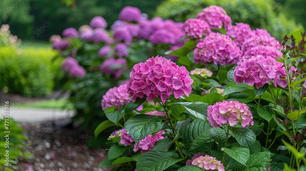 Pink hydrangeas blooming in June ,Generative ai, Pink hydrangeas blooming in June ,Generative ai,