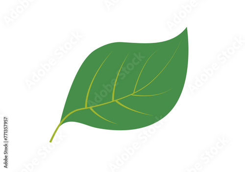 Hoja verde de un árbol en fondo blanco.