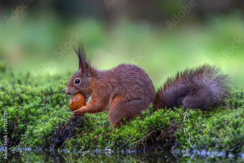 Hungry Eurasian red squirrel (Sciurus vulgaris) eating a nut in the forest of Noord Brabant in the Netherlands. 