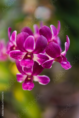 Purple Orchids: Elegance in Bloom, Symbolizing Luxury and Admiration