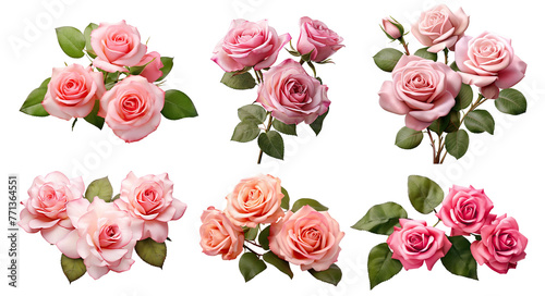Set of beautiful pink roses in full bloom, with soft petals and green leaves, cut out © Yeti Studio