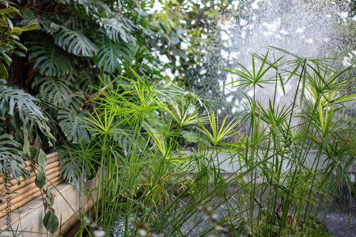 Vibrant green Papyrus plants and Monstera with mist of water spray on background, illuminated by sunlight. Sharp, vibrant Cyperaceae leaves against sparkling mist backdrop, soft focus. 