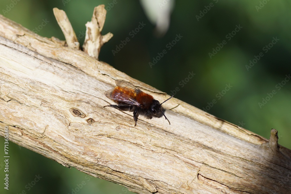 Female Tawny Mining Bee (Andrena fulva). Family Mining Bees (Andrenidae). On a branch of a butterfly-bush, summer lilac (Buddleja davidii). Spring, March. Dutch garden, Netherlands. Female Tawny Mining Bee (Andrena fulva). Family Mining Bees (Andrenidae). On a branch of a butterfly-bush, summer lilac (Buddleja davidii). Spring, March. Dutch garden, Netherlands.