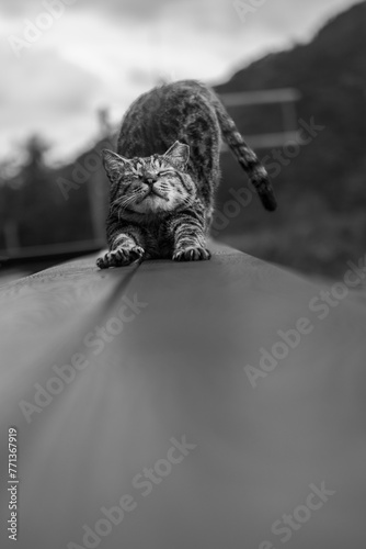 Grayscale shot of a cat with its paws extended and tail resting on a railing.