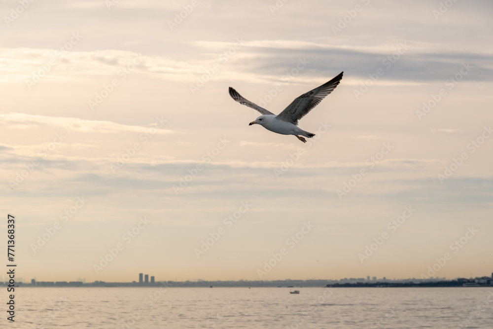 Close-up of a seagull soaring in the sunset sky over Istanbul’s Bosphorus.