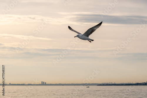 Close-up of a seagull soaring in the sunset sky over Istanbul   s Bosphorus.