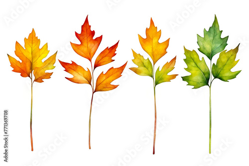 Sycamore leaves stems watercolor illustration, maple leaves, autumn season, red leaf, clipart for design element, for scrapbook, cutout on white background, card decoration photo